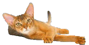 cat image