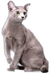 breedcatimage