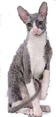 breedcatimage