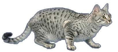 breedcatimage