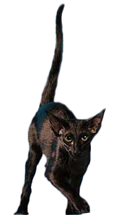 breedcatimage