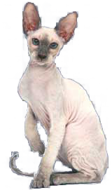 breedcatimage