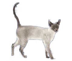 breedcatimage