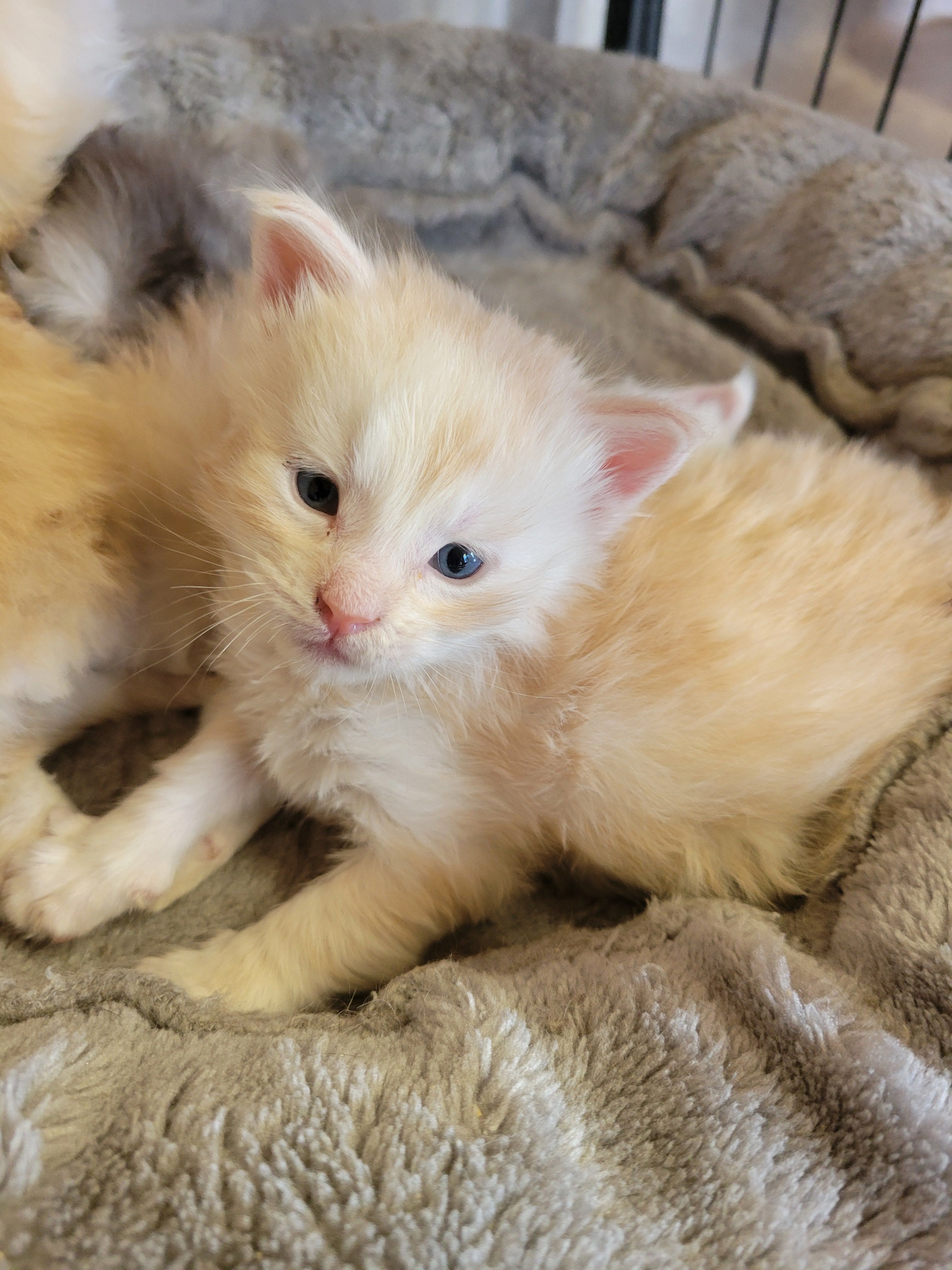 photo chaton