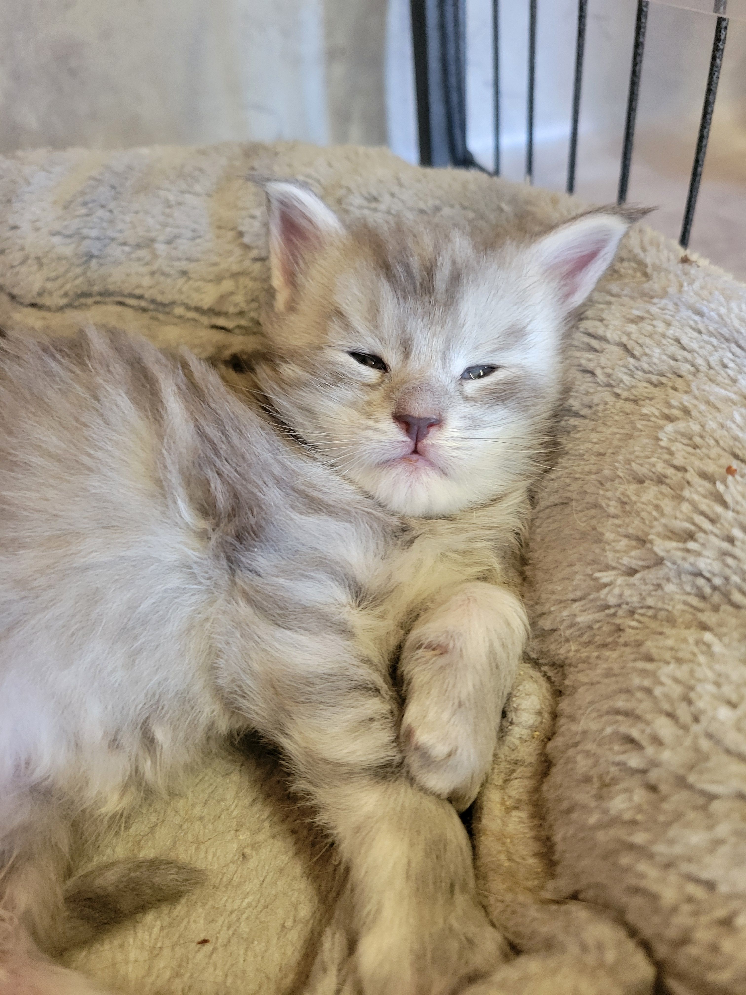 photo chaton