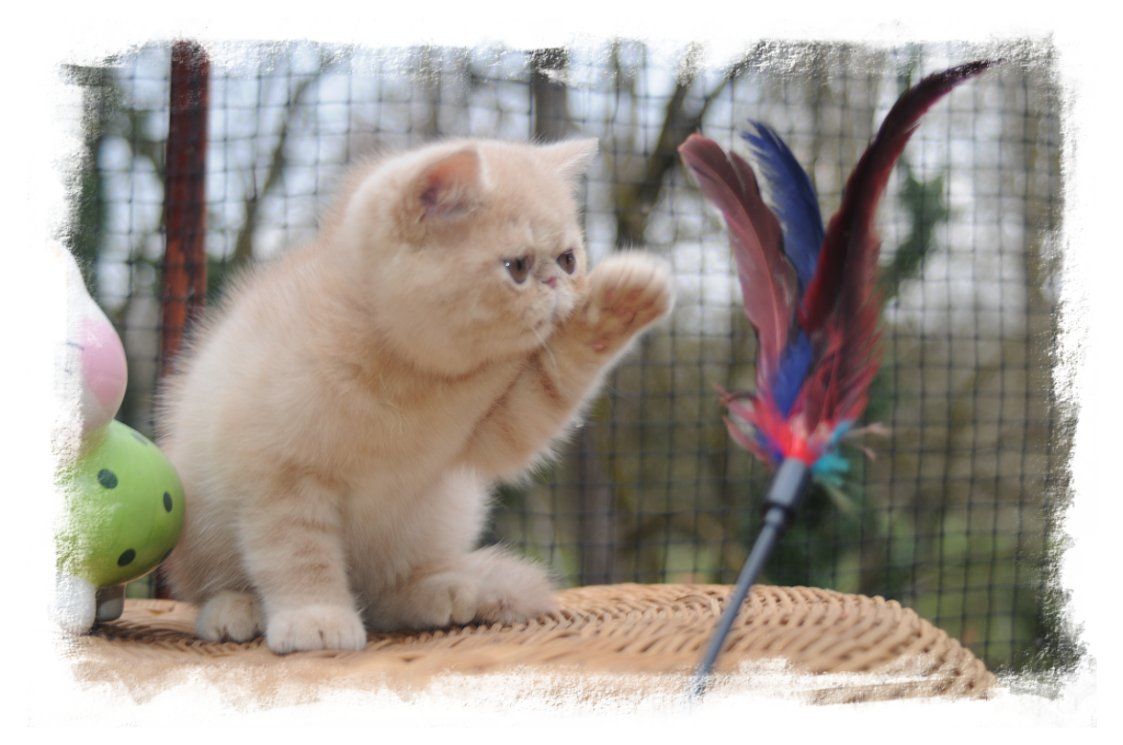photo chaton