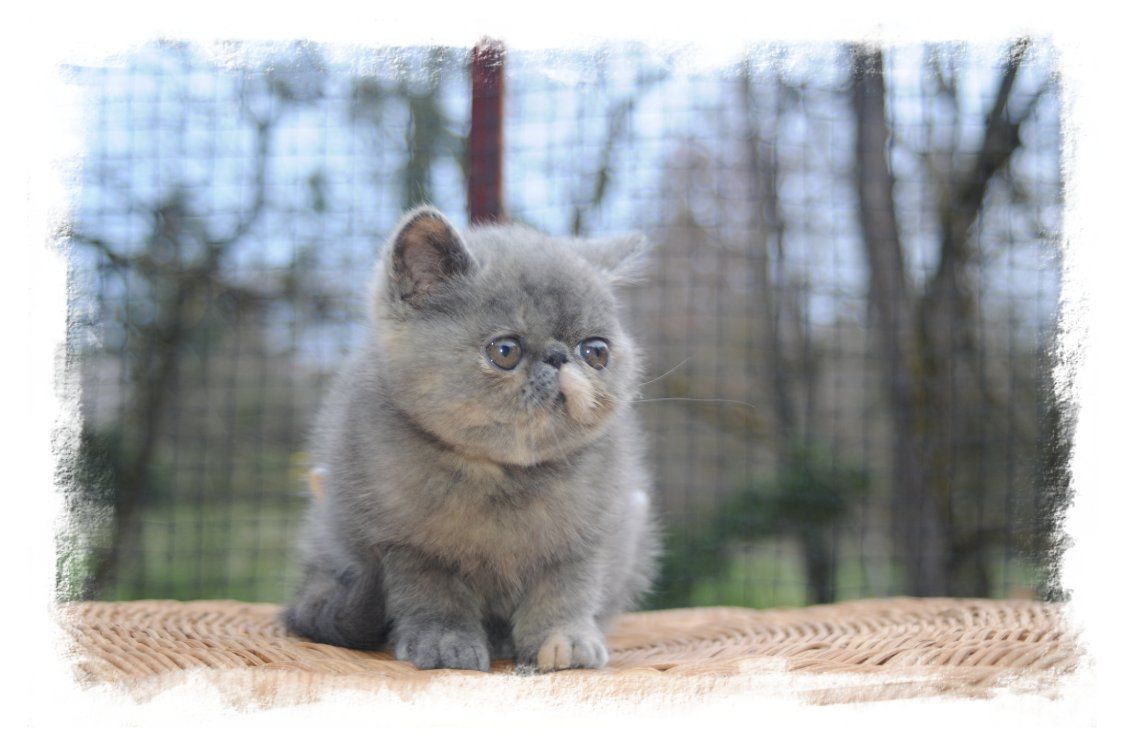 photo chaton