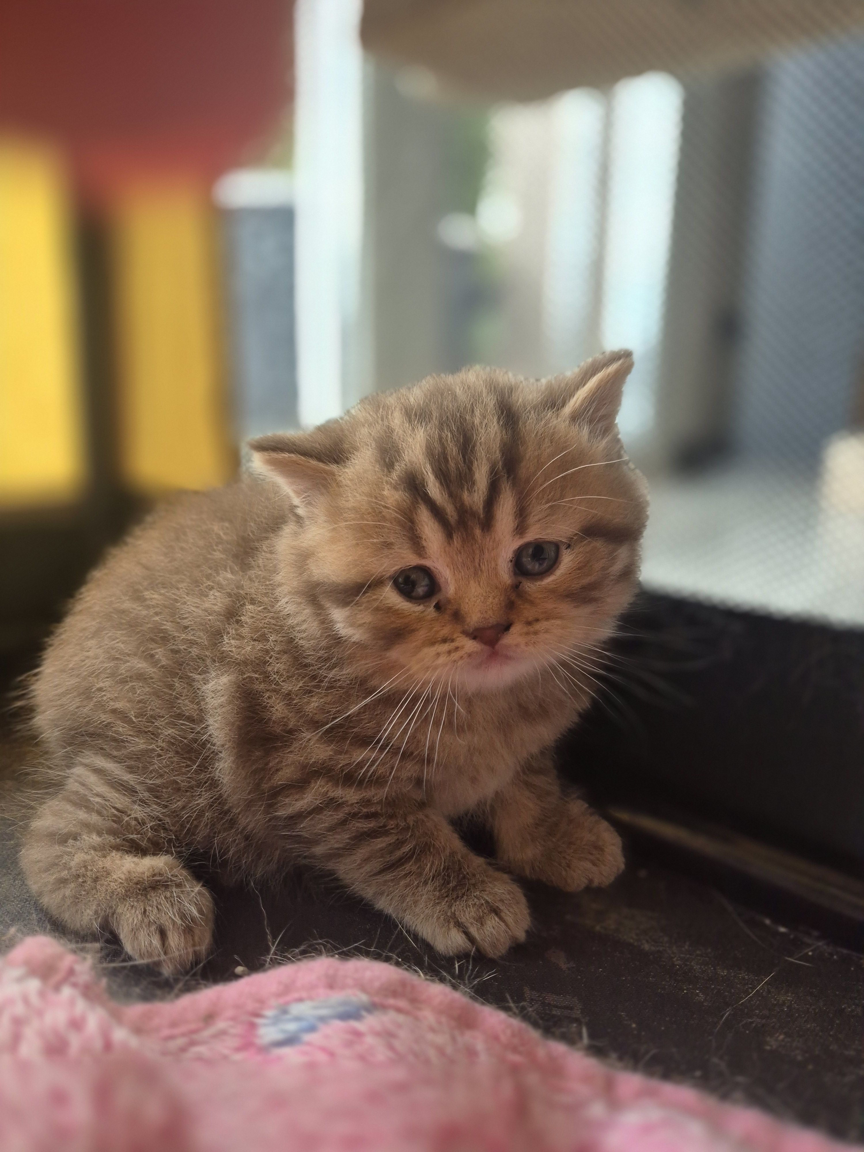 photo chaton