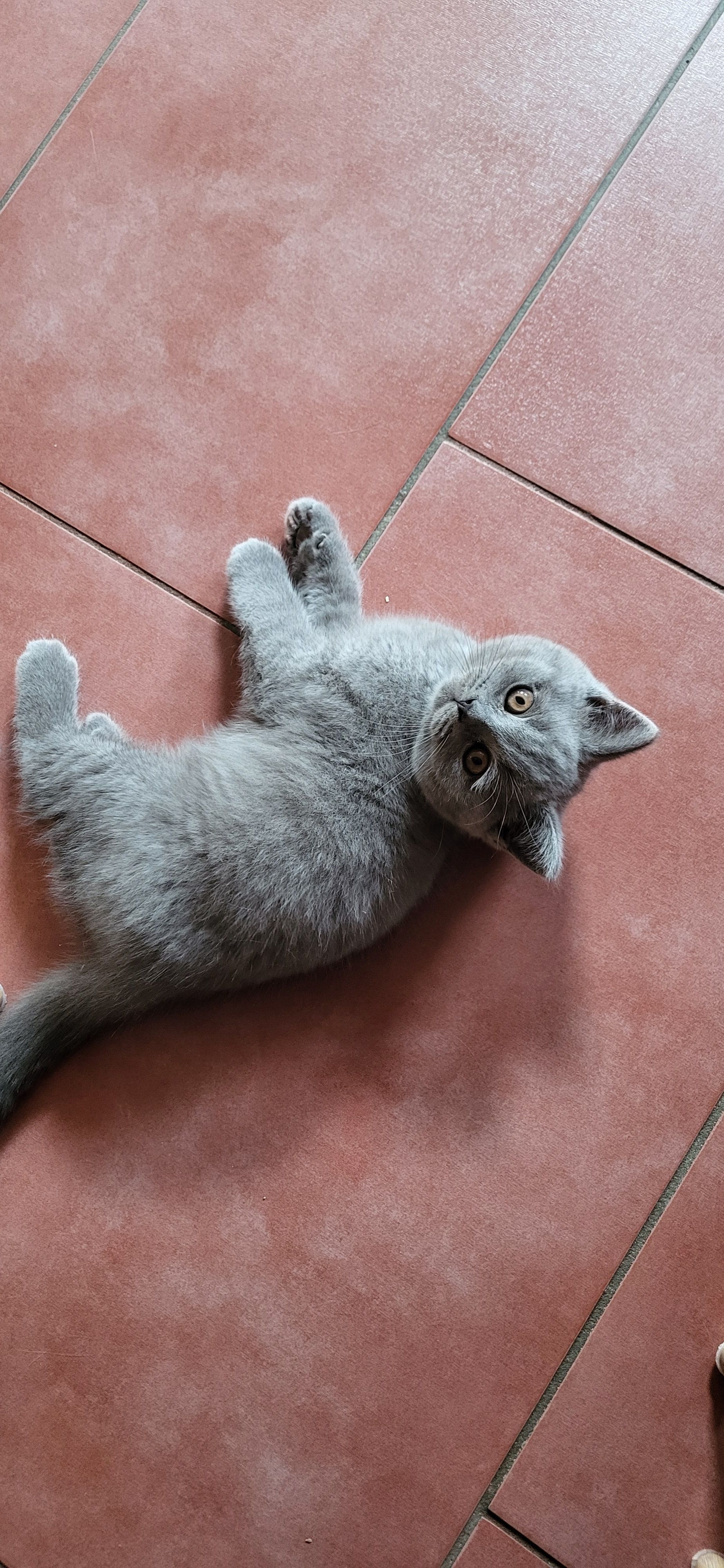 photo chaton