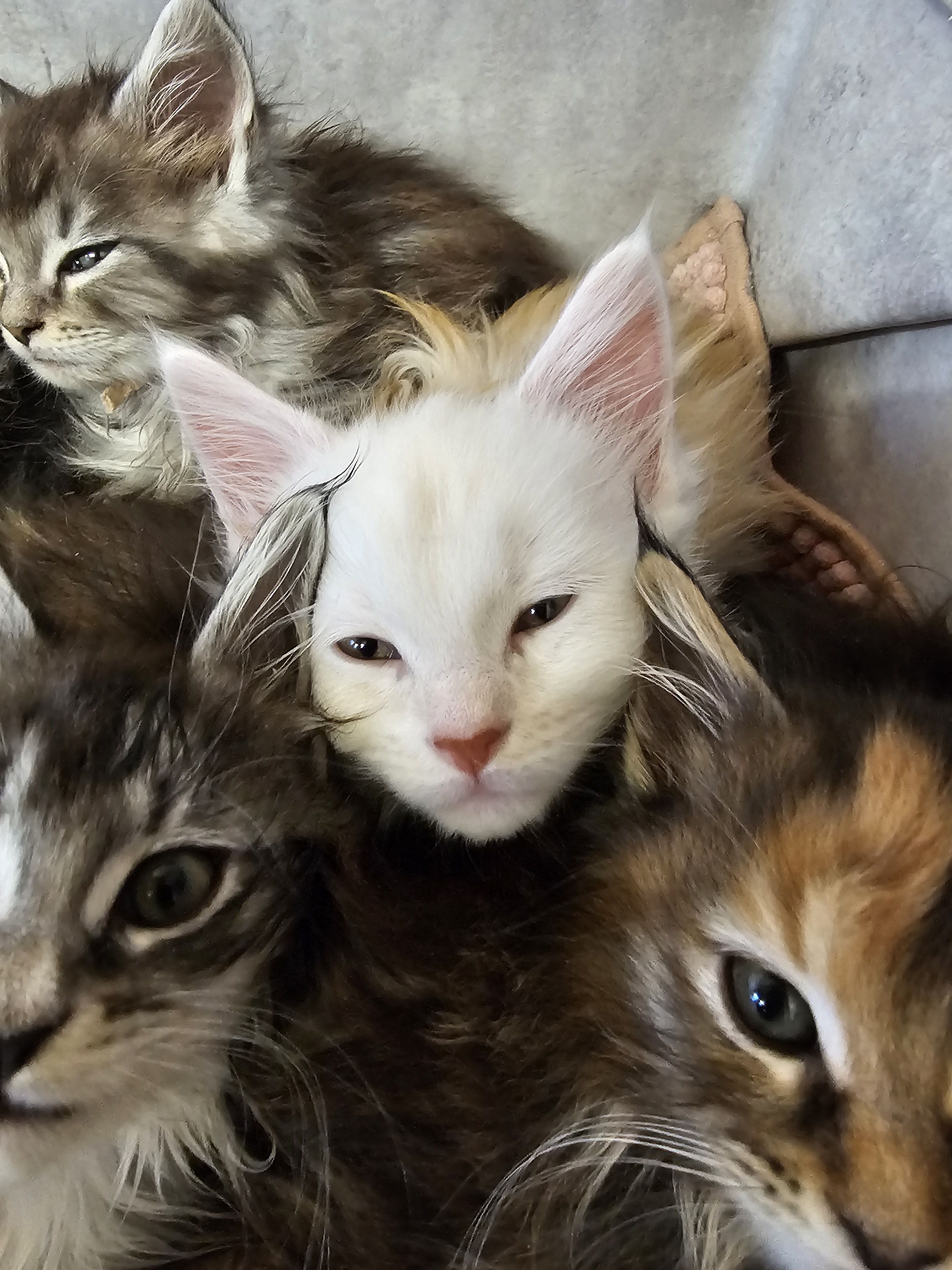 photo chaton