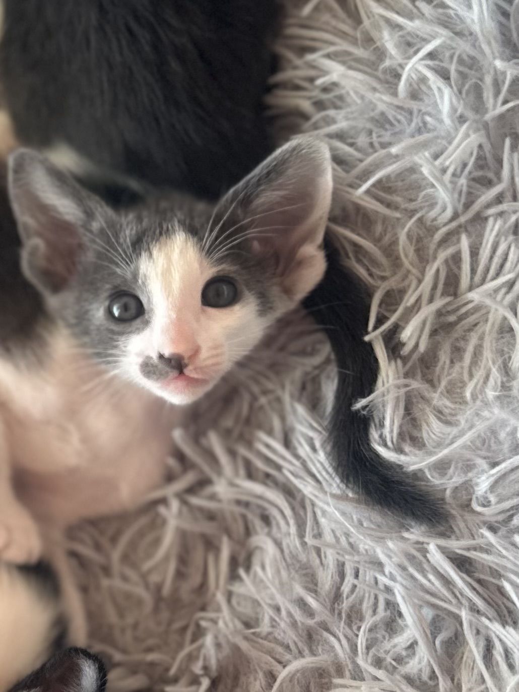 photo chaton