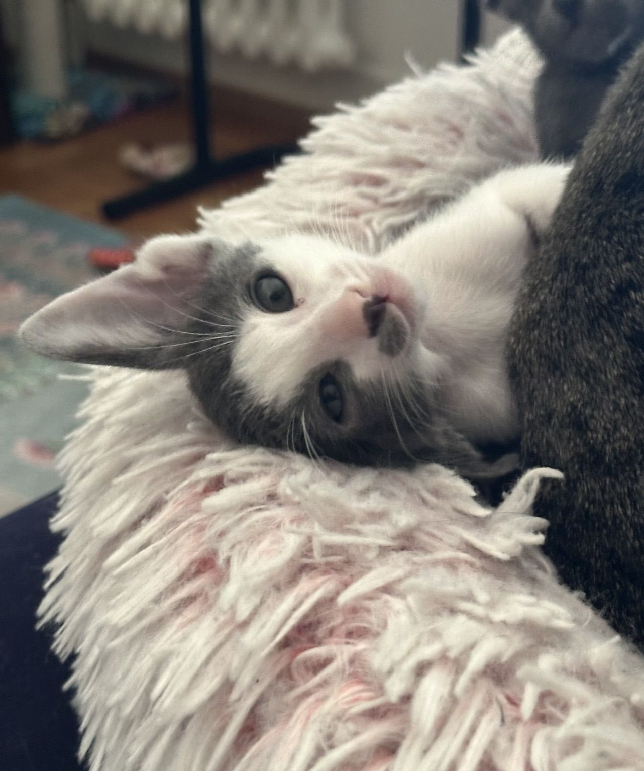 photo chaton