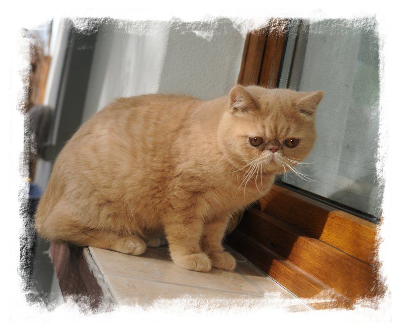 photo chaton